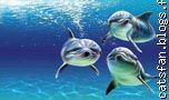 3 dauphins sous l'eau