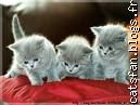 3 chatons